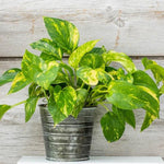 Live Pothos Plant, Pothos Live Plant from 5 to 7 Inc Tall, Houseplant Plant Gardening, 4 Inc Pot (Golden)