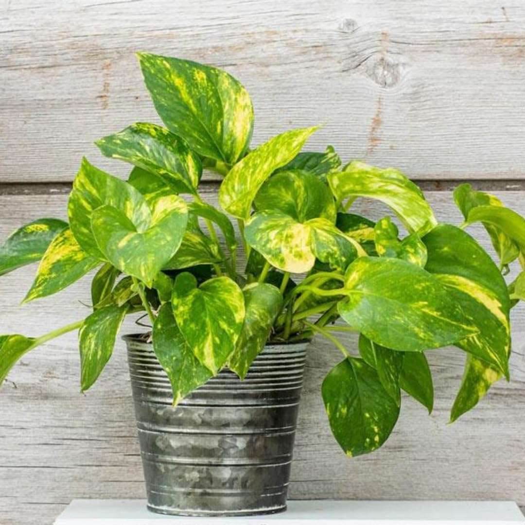 Live Pothos Plant, Pothos Live Plant from 5 to 7 Inc Tall, Houseplant Plant Gardening, 4 Inc Pot (Golden)