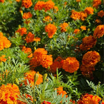 2 Orange Marigold Plants Live, Starter Plants, Marigold Flowers Live Plants Ready to Plant Garden