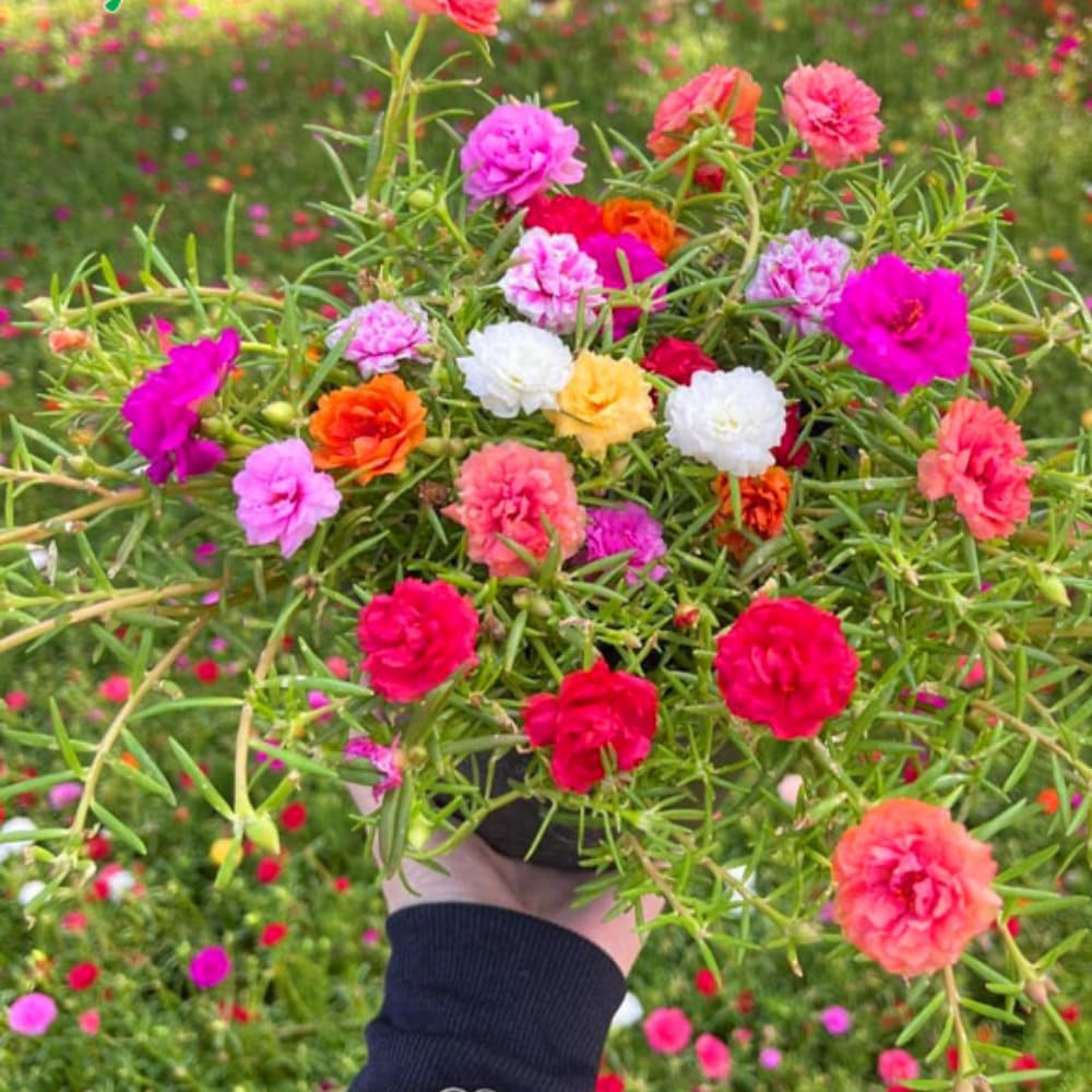 4 Portulaca Moss Rose Plants Live, 4 to 6 Inc Tall, Mix Portulaca Ground Cover Plant, Perennial Flower Plant Gardening Outside Inside