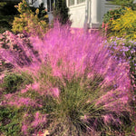 Set 2 Grass Plants Live for Planting, 5-9 Inch Tall, Ornamental Grasses Live Plants Perennial Grass, Well-Rooted (Pink Muhly Grass)