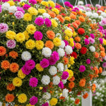 Mix Moss Rose Plants Live, 3 to 5 Inc Tall, Moss Rose Portulaca Plants, Ground Cover Plant Hanging Basket Trellis Plant, 2 Pots