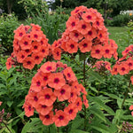 Phlox Plant, Orange Phlox Plant in Plug, 2-3 Inches Tall, Hardy Perennial Flower for Outdoor Garden