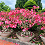 Pink Desert Rose Live Plant, Adenium Succulent, 4-6" Tall