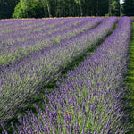 Set 3 Lavender Plants Live, Lavandula Perennial Starter Plants, Fragrant Flower Perennial Plugs 3-5" Tall (Phenomenal Lavender)