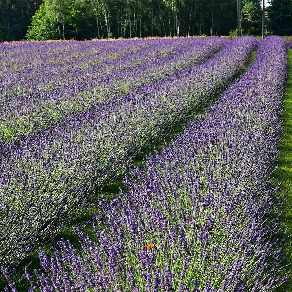 Set 3 Lavender Plants Live, Lavandula Perennial Starter Plants, Fragrant Flower Perennial Plugs 3-5" Tall (Phenomenal Lavender)