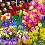 Pack of 30 Mix Flowers Bulbs for Spring Planting, Ranunculus Bulbs for Planting, Spring Blooms Vibrant Perennial Bulbs for Garden Borders (Mix Bulbs)