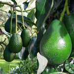 Avocado Tree Live Plant Well-Rooted, 1 Year Old Avocados Trees Plant Potted for Spring Planting, 8-12 Inches Tall, No CA