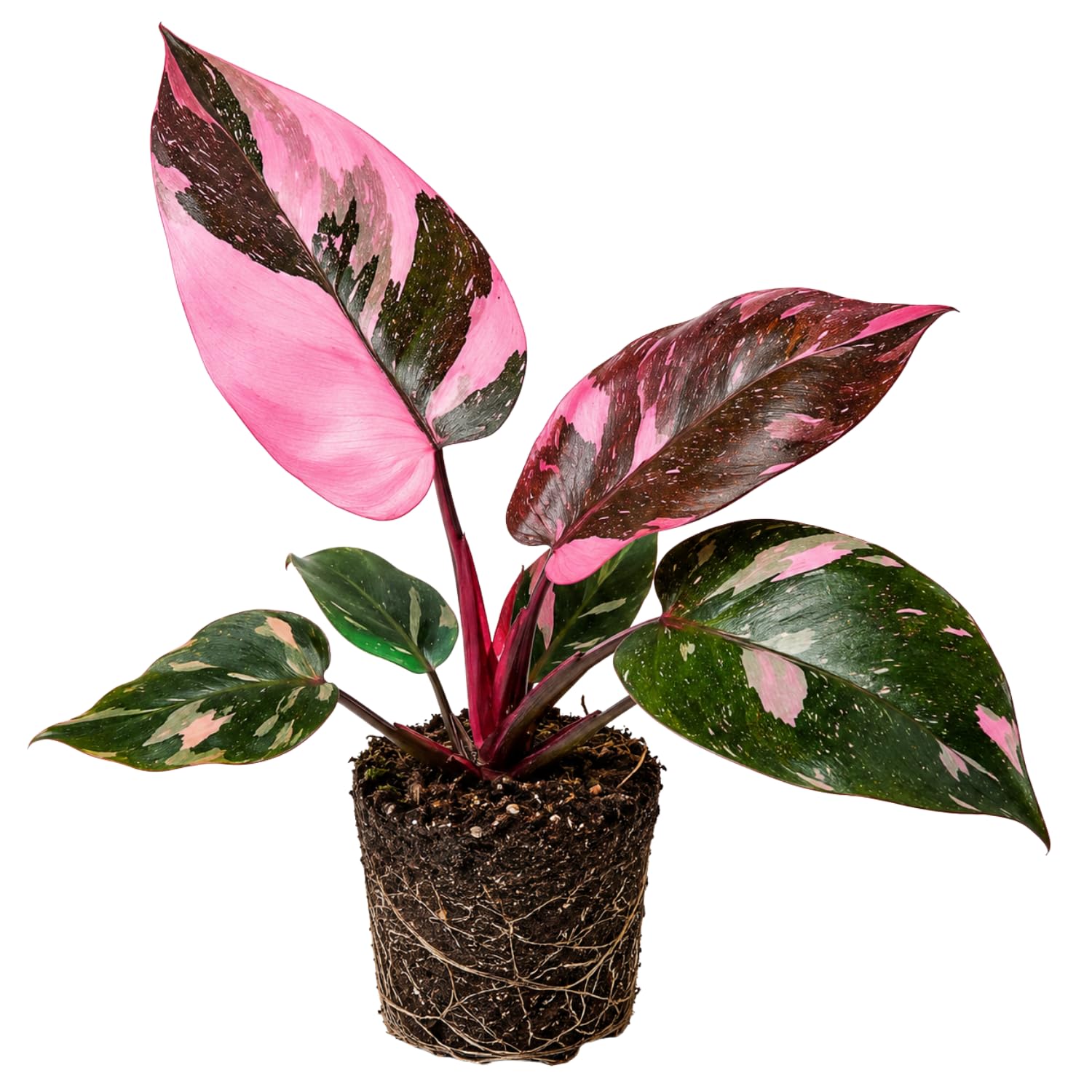 Variegated Philodendron Live Plant, Rare Indoor Houseplant Live Well Rooted 5-7 Inches, Container Growing, Home Office Decor (Pink Philodendron)
