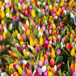 25 Tulip Bulbs for Spring Planting, Large Tulip Bulbs for Fall Planting, Flower Bulbs Garden Indoor Outdoor (Mix)