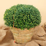 Yellow-Orange Chrysanthemum Plants Live Starter, Mums Plants Live for Spring Blooms, Outside Growing, Hardy and Fast-Growing, Size 4-8" in Tall