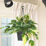 Philodendron Plant Live, Rare Variegated Philodendron Houseplant for Planting, Home Office Decor 4 to 8 Inches (Stripe Green White)
