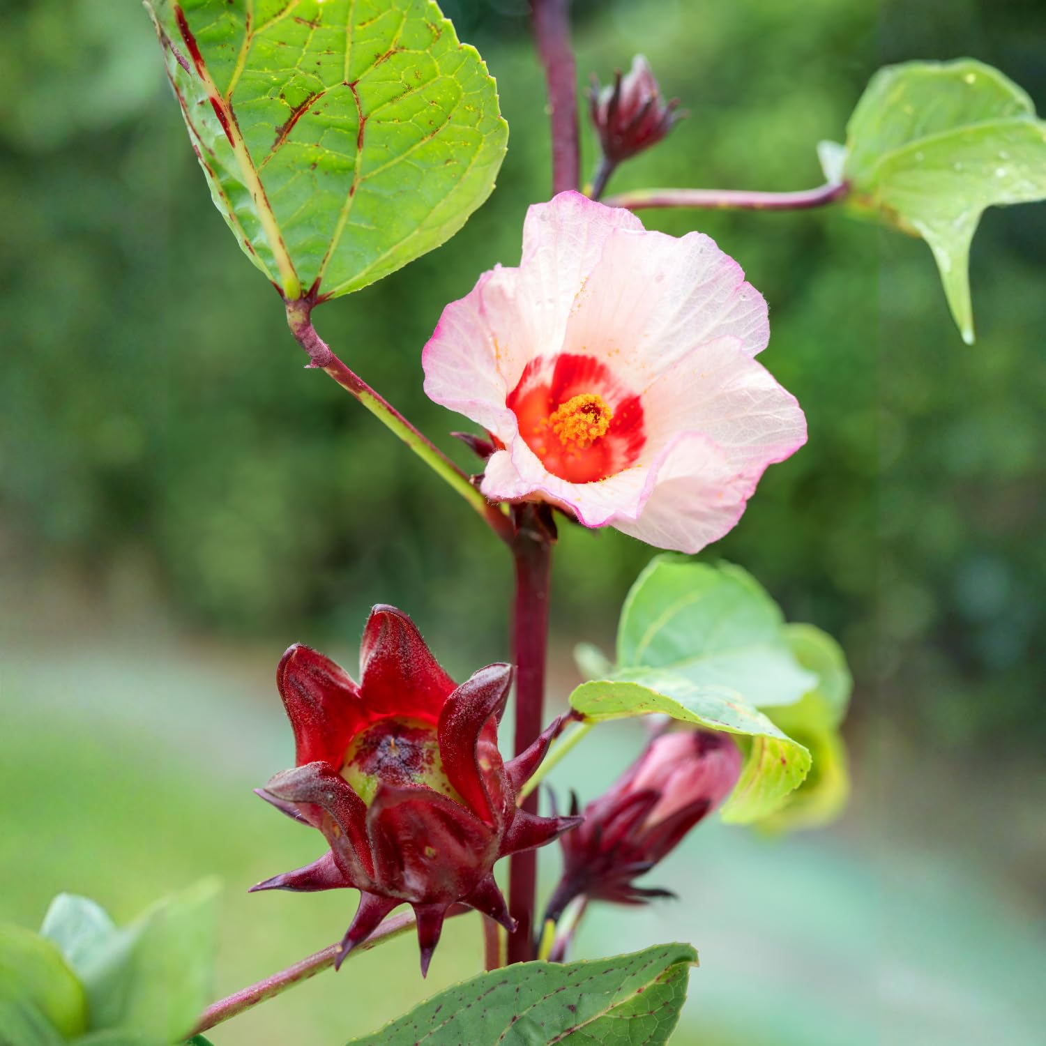 Red Roselle Live Plant 8-12'' Tall, Red Sorrel Jamaica Hibiscus Plant in Half Gallon Pot, Hibiscus Sabdariffa Plants for Planting