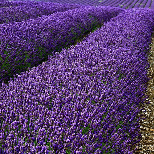 2 Lavender Plants Live, Lavandula Perennial Flower Plants Indoor Outdoor, Well Rooted Plugs 3 to 5 Inch Tall (Purple Lavender)