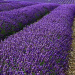 Set 4 Lavender Plants Live, Lavandula Perennial Well Rooted Plants, Fragrant Perennial 4-8" Height for Planting (Provence Lavender)