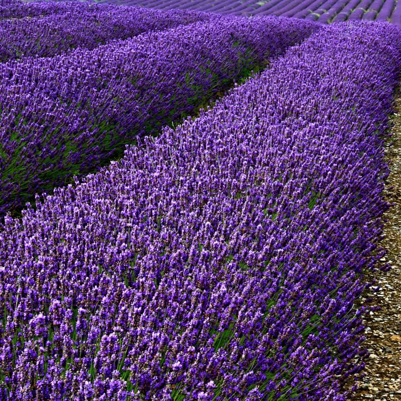 Set 4 Lavender Plants Live, Lavandula Perennial Well Rooted Plants, Fragrant Perennial 4-8" Height for Planting (Provence Lavender)