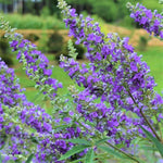 2 Blue Chaste Vitex Trees Live Plants, Texas Lilac Tree Well-Rooted 5–9 Inch in Tall, No Pot, Fragrant Purple Blue Spring Blooms
