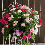 2 Assorted Vinca Plants Live, Vinca Flower Plant, 4 Inc Pot, Ground Cover Plant Live, 4 to 6 Inches in Height