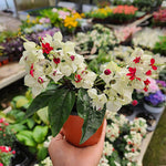 Clerodendrum Plants Live Well-Rooted for Outdoor Planting, White Red Clerodendrum Thomsoniae Bleeding Heart Tropical Live Plant, 5"-9" in Tall