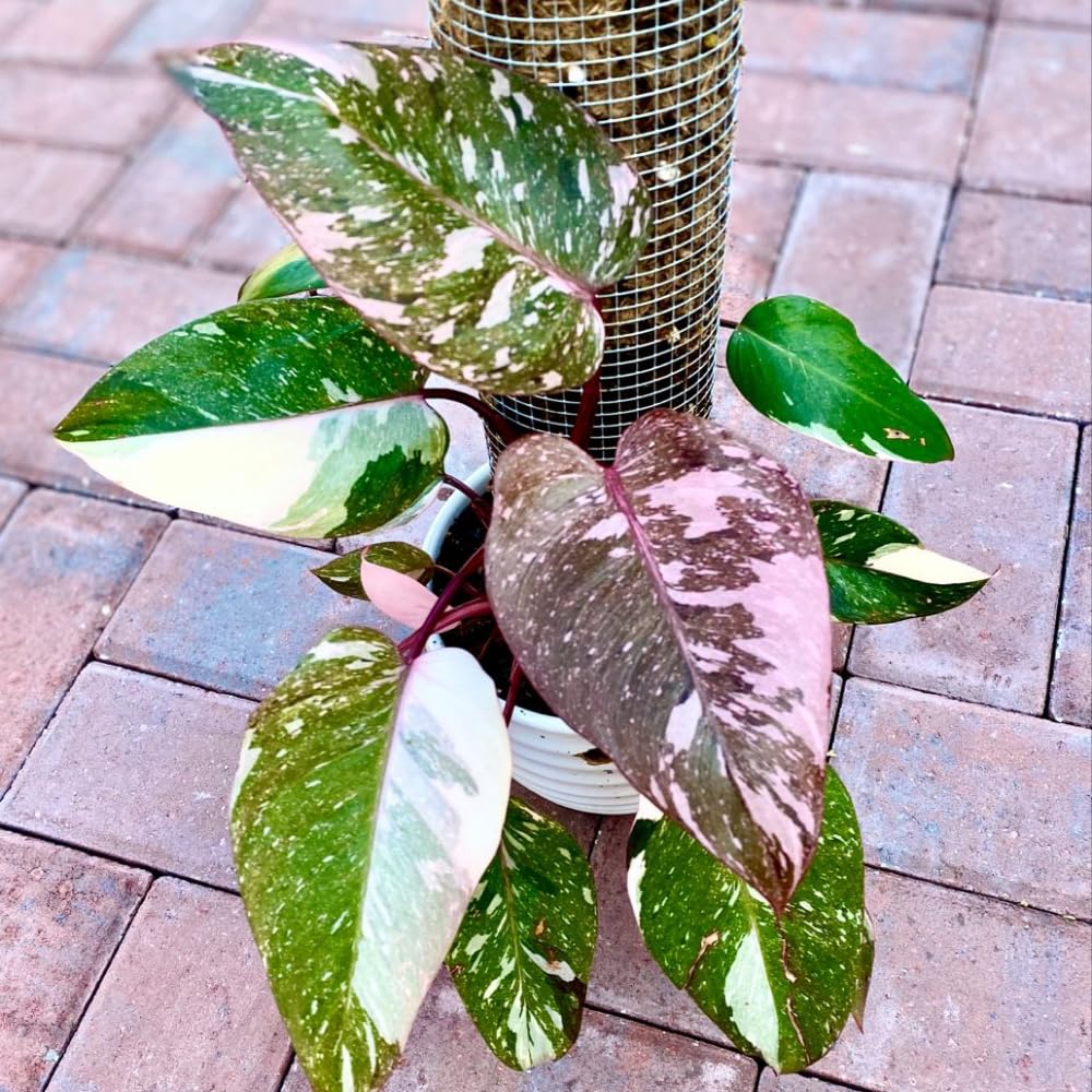 Variegated Philodendron Live Plant, Rare Indoor Houseplant Live Well Rooted 5-7 Inches, Container Growing, Home Office Decor (Pink Philodendron)
