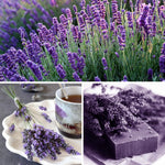 Lavender Live Plant, Lavender Plants, Perennial Purple Flowers, 4-7 inches in Height, 4 inch Pot for Planting