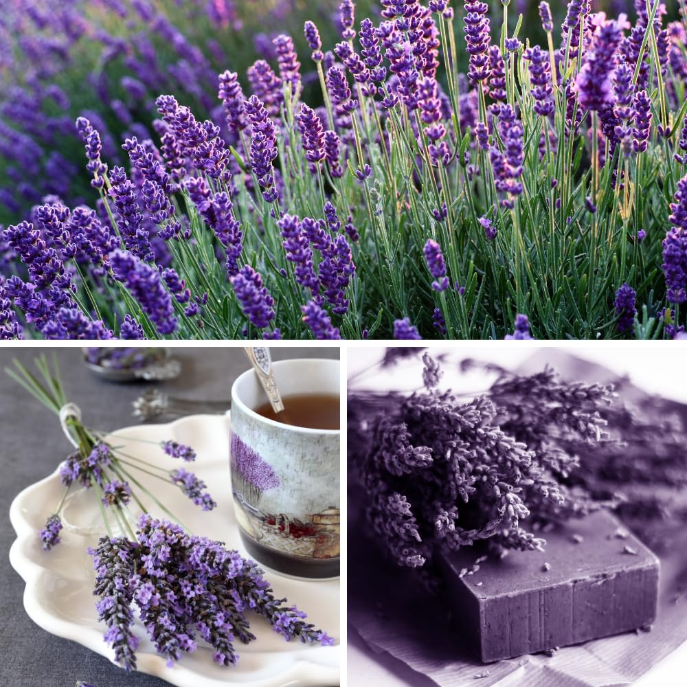 Lavender Live Plant, Lavender Plants, Perennial Purple Flowers, 4-7 inches in Height, 4 inch Pot for Planting
