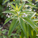 2 Live Lemon Verbena Plant, Fragrant Lemon Verbena Herb Plant Live, 3-5'' Tall, Herb Starter Plant for Garden, Patio