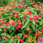 4 Colorful Perennial Lantana Trees Live Plants, Random Blooms, Hardy and Long Blooming Seasons, Fragrant, 5-10" in Tall, Full Sun Growing