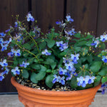Clerodendrum Plants Live Well-Rooted for Outdoor Planting, Blue Butterfly Clerodendrum Wallichii Schmidtii Smithianum Light Bulbs Tropical Live Plant, Chains of Glory Tree, 5"-9" in Tall