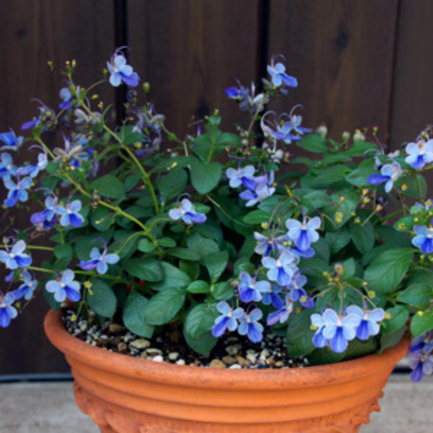 Clerodendrum Plants Live Well-Rooted for Outdoor Planting, Blue Butterfly Clerodendrum Wallichii Schmidtii Smithianum Light Bulbs Tropical Live Plant, Chains of Glory Tree, 5"-9" in Tall
