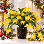 2PPP Yellow Christmas Cactus Live Plant, Holiday Flowering, 3 Inches Pot