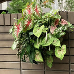 Set of 3 Caladium Plants Live, 4 to 6 Inc Tall, Caladium Flower Plants Garden, Caladium Plant Pot