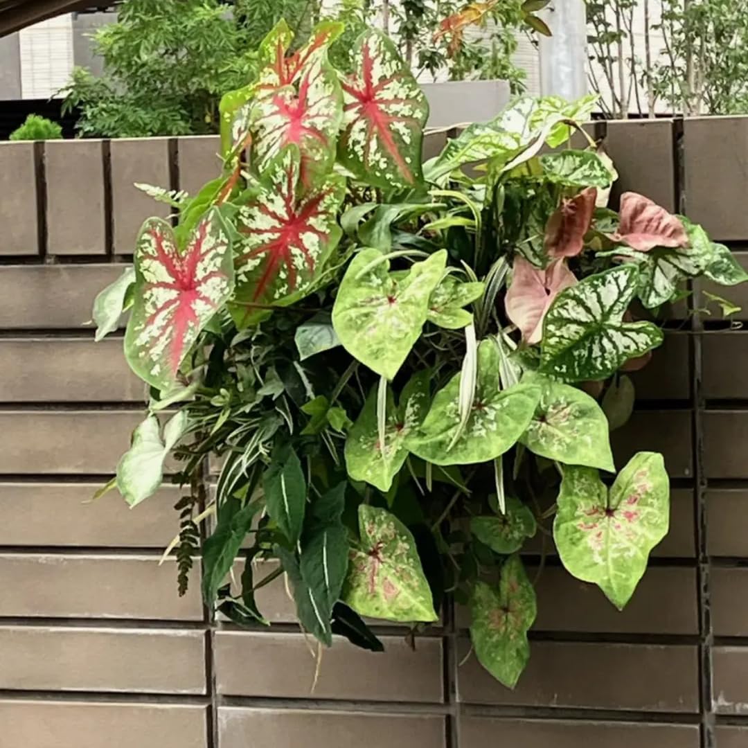 Set of 3 Caladium Plants Live, 4 to 6 Inc Tall, Caladium Flower Plants Garden, Caladium Plant Pot
