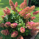 Reblooming Hydrangea Flowers, Hardy Hydrangea Plant Live Bush Shrub, 5-8" Tall Well-Rooted for Garden, Change Colors (Ruby Hydrangea)