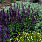 4 Fragrant Sage Salvia Live Plants, Planting in Spring Sage Plants Live, 5 to 10 Inches in Tall, Change Color (Purple-Blue)