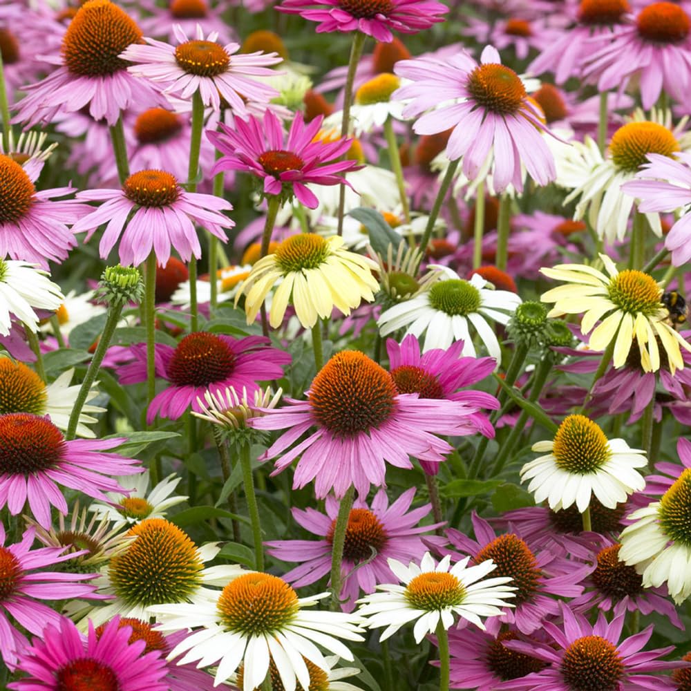 Assorted Coneflower Plant, Echinacea Flowering Plants Live, Indoor Outdoor Planting 5 Inch Tall