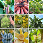 Random Banana Tree Live Plant, Edible Fruit, 4-6" Tall