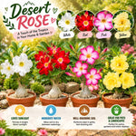 2 Mix Desert Rose Live Plants, Adenium Succulent, 4-6" Tall
