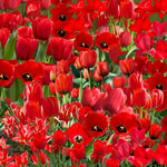 25 Tulip Bulbs for Planting, Easy-Grow Spring Flowers, Assorted Perennial Tulip Bulbs, Bulb Size 11/12 cm, Gardens, Containers, Flowerbeds Planting (Red Tulip)