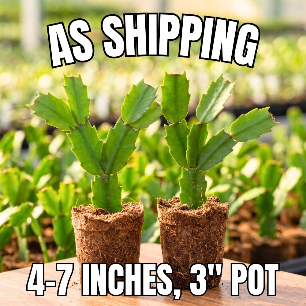 2 Orange Christmas Cactus Live Plants, Easy Care Houseplant, 4-7'' Tall