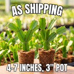 2 Random Christmas Cactus Live Plants, Easy Care Houseplant, 4-7'' Tall
