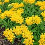 3 Yellow Milkweed Plant Live, Asclepias Tuberosa Butterfly Bush, 4-8"