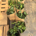 Bay Leaf Plant Live, Sweet Laurel Tree, Bay Leaf Tree, Laurus Nobilis Live Plant from 4 to 10 Inc in Tall