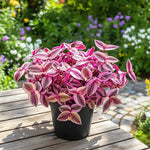 Pink Wandering Jew Live Plant, Tradescantia Pink Plant Live, Rare Variegated Houseplant, 4-7 Inches Tall, 3.25 Inch Pot for Indoor Houseplant
