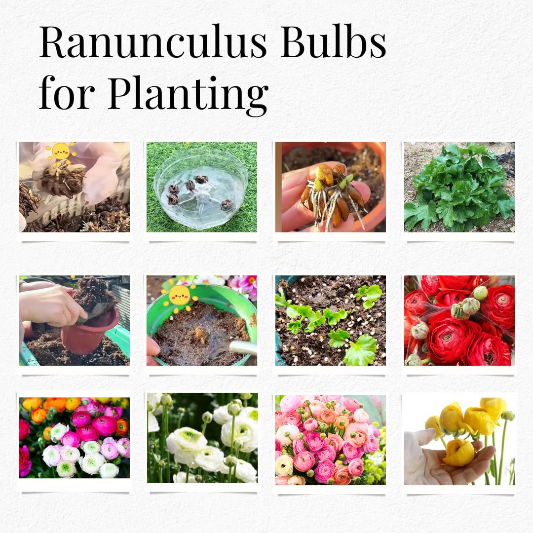 25 Ranunculus Bulbs for Spring Planting, Perennial Flowers Bulbs for Gardens, Vibrant Peony Buttercup Corms for Outdoor Borders (Multicolor Ranunculus)