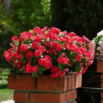 2 Assorted Vinca Plants Live, Vinca Flower Plant, 4 Inc Pot, Ground Cover Plant Live, 4 to 6 Inches in Height