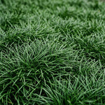 Pack of 2 Dwarf Mondo Grasses Plant, Ornamental Grass Live Plants, Perennial Grass Plant, 3-5 Inc Tall, Ground Cover, Hardy Ornamental Grass for Shade Garden Landscaping