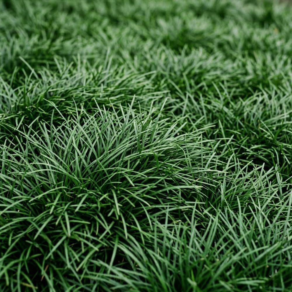 Pack of 2 Dwarf Mondo Grasses Plant, Ornamental Grass Live Plants, Perennial Grass Plant, 3-5 Inc Tall, Ground Cover, Hardy Ornamental Grass for Shade Garden Landscaping