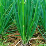5 Egyptian Walking Onions Plants Live, Egyptian Walking Onions Plant for Planting Outdoors Indoors, 3 to 5 Inc Tall