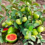 Set 4 Guava Live Plants, Guava Trees, Pink Guava Trees Live Plant, 4"-8" in Tall, Guava Trees Plant Live Guava for Gardening